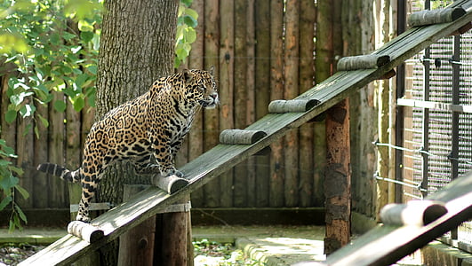 léopard, chat, animal de compagnie, Zoo, animal, faune, undomesticated Cat