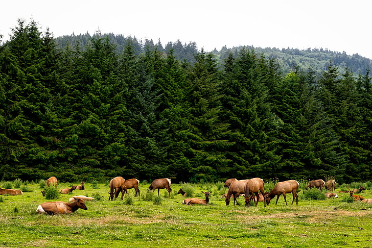 Roosevelt elg, flokk, dyr, dyreliv, California, landskapet, skog