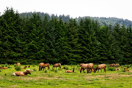 Roosevelt elk, stádo, zvířata, volně žijící zvířata, Kalifornie, krajina, Les