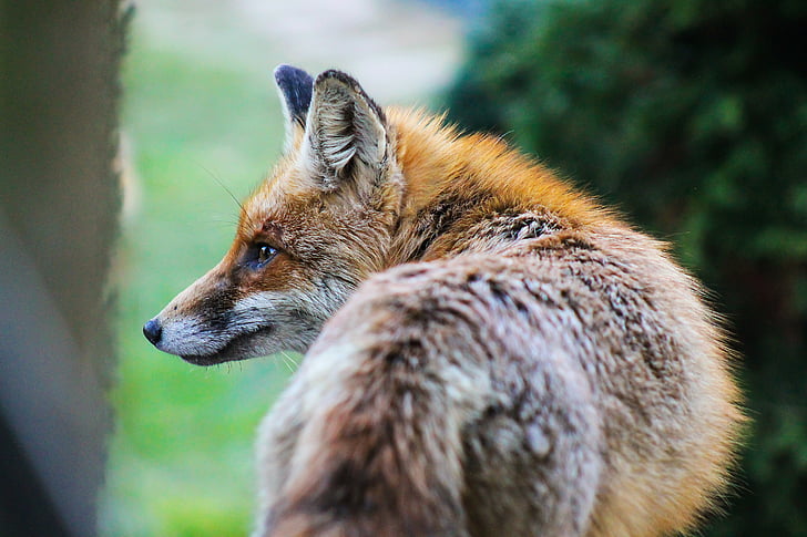 Fox, dyr natur, dyret, fransk toast, állatportré, fauna, pattedyr
