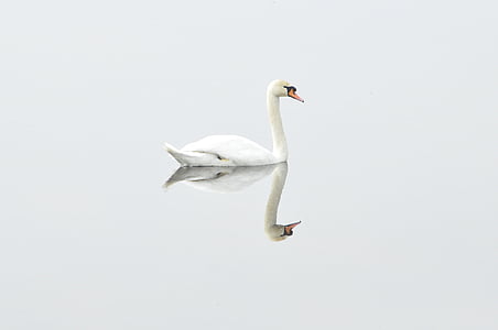 swan, bird, nature, water bird, mirror image, studio shot, one animal