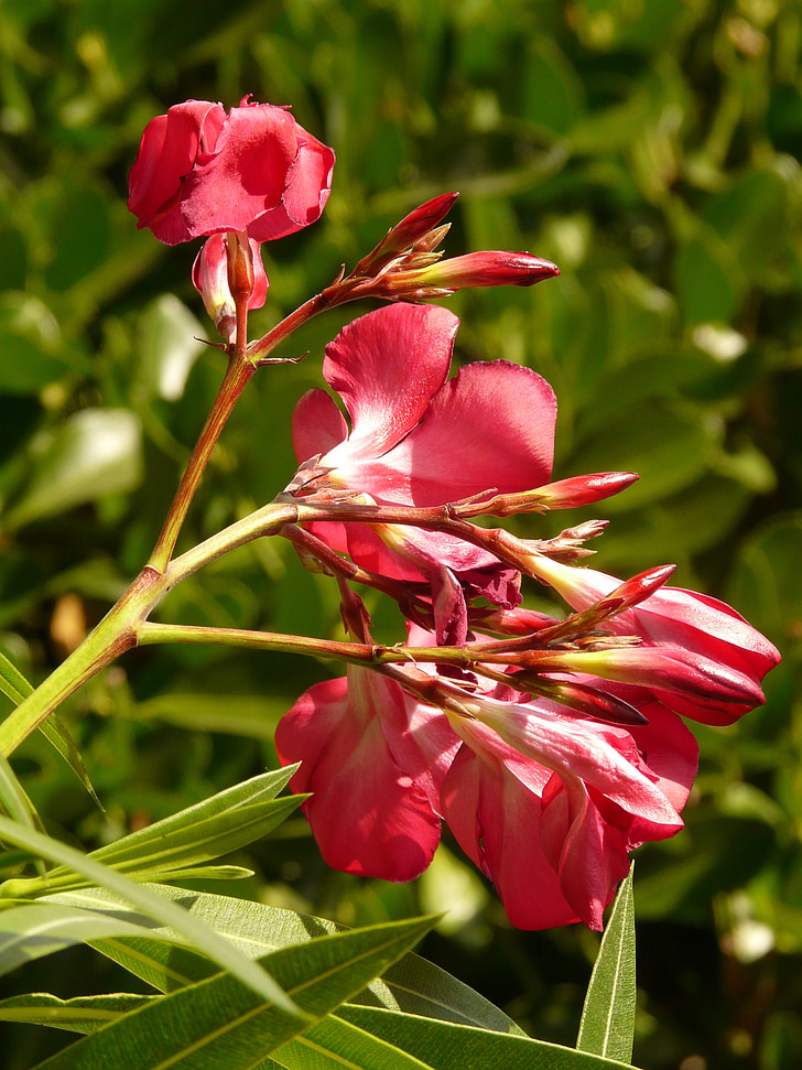 Oleander, Bush, Nerium oleander, Laurel rose, hund gave drivhus, Apocynaceae, blomst
