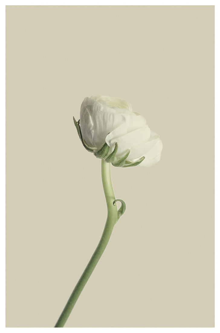ranunculus, white, flower, blossom, bloom