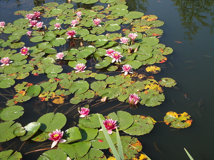 water lilies, pond, aquatic plant, nuphar, pond plant, garden pond, floating plants