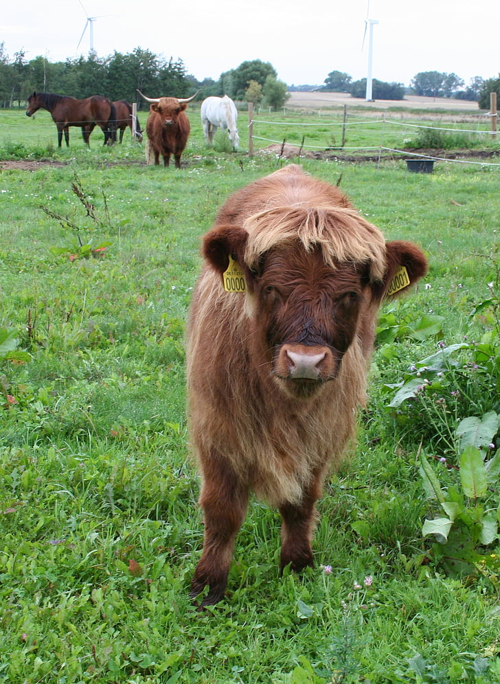 teľa, Highland dobytok, hovädzí dobytok, Scottish highland dobytok, poľnohospodárstvo, krava, farma