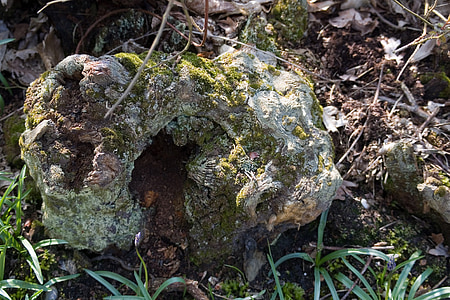 rotting, tree stump, lichen, moss, bark, wood, leaf mould