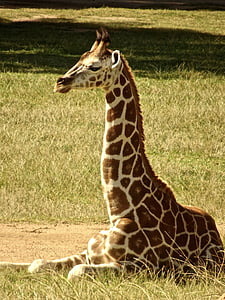 girafa, pescoço, vida selvagem, safári, África, jardim zoológico, natureza