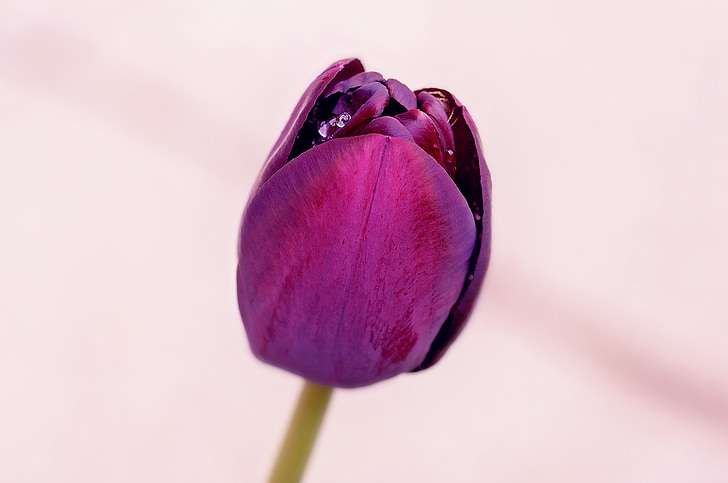 gėlė, tulpė, violetinė, žiedų, žydėti, schnittblume, Pavasario gėlė