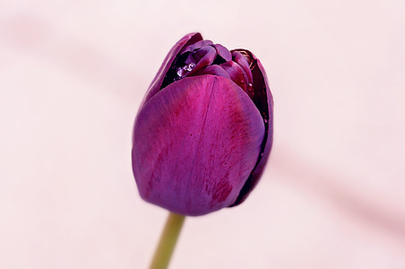 花, 郁金香, 紫罗兰色, 开花, 绽放, schnittblume, 春天的花朵
