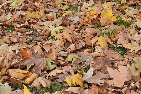 jesen, lišće, suho lišće, žuta, Listovi su