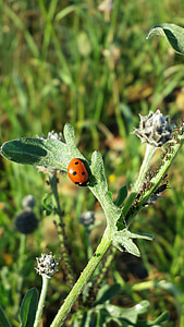 ladybug, summer, insect, beetle