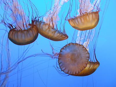 медузи, морски животни, плаж, вода, childfrendly, морски пехотинци