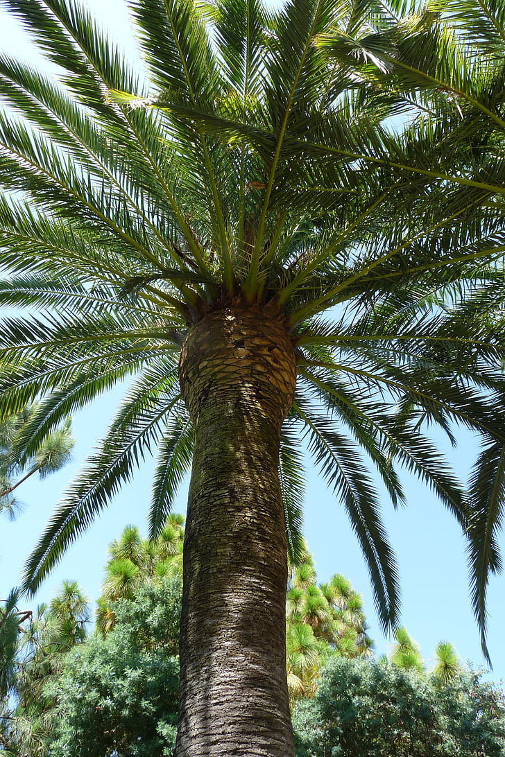 Palma, jours fériés, palmiers, vacances, Espagne
