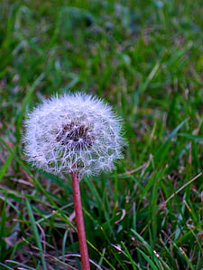 fluff, nature, grass, spring, dandelion