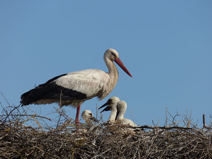 stork, animal, bird, nest, wild, nature, mother