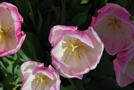 Tulipa, primavera, flor, brillant, flor, natura, floral