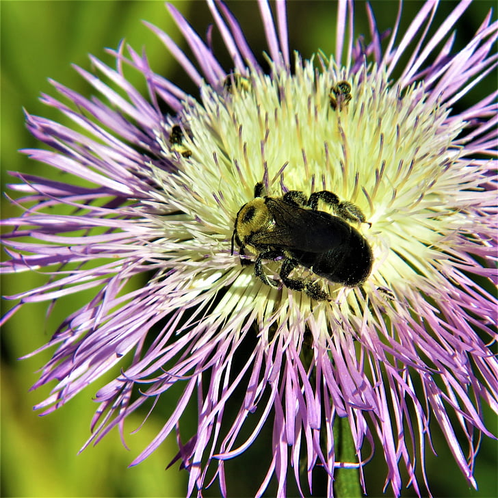 mavi ve beyaz çiçek, Bumble bee, Hiking, Kuzey Teksas, doğa, bitki, yakın çekim