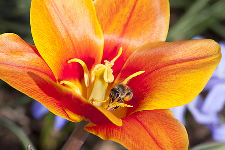 tulipán, bélyegző, porzószálból, liliom család, tavaszi, természet, virág
