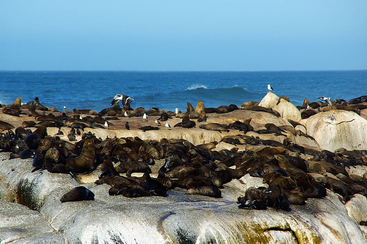 south africa, shore, sea lions, the cap, wild, sea, beach
