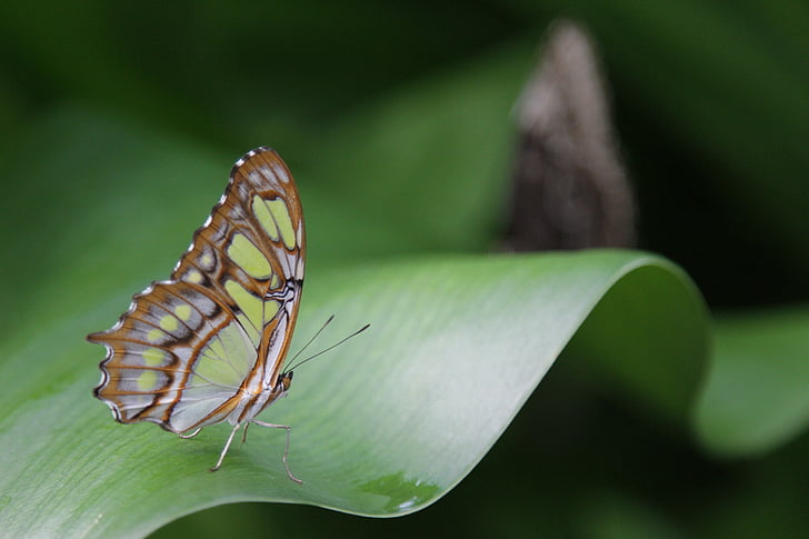 butterfly, wings, insect, nature, wildlife, exotic