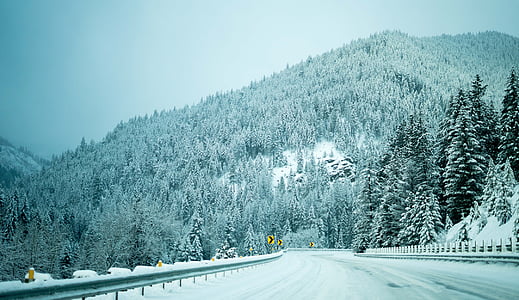 natura, neu, l'hivern, arbres, boscos, bosc, carretera
