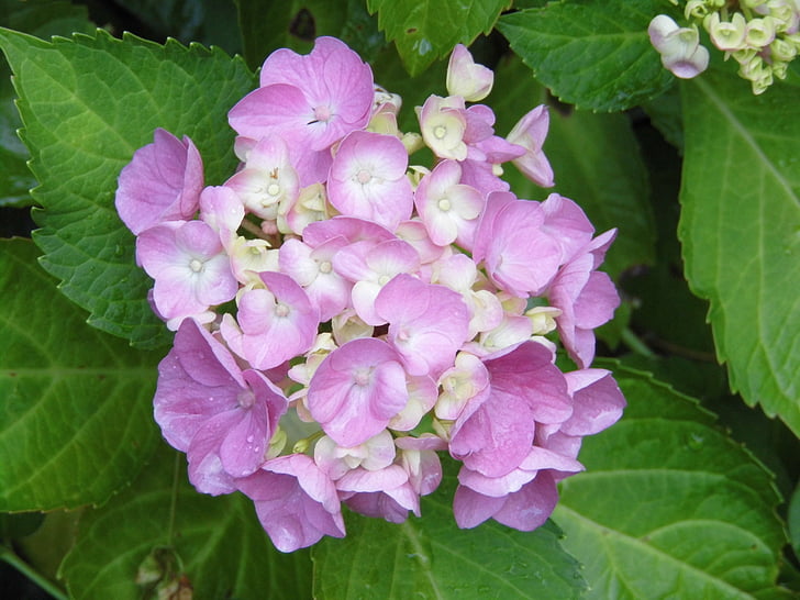 Hortensia, flores, púrpura, pétalos de rosa, Hydrangea macrophylla, naturaleza, hoja