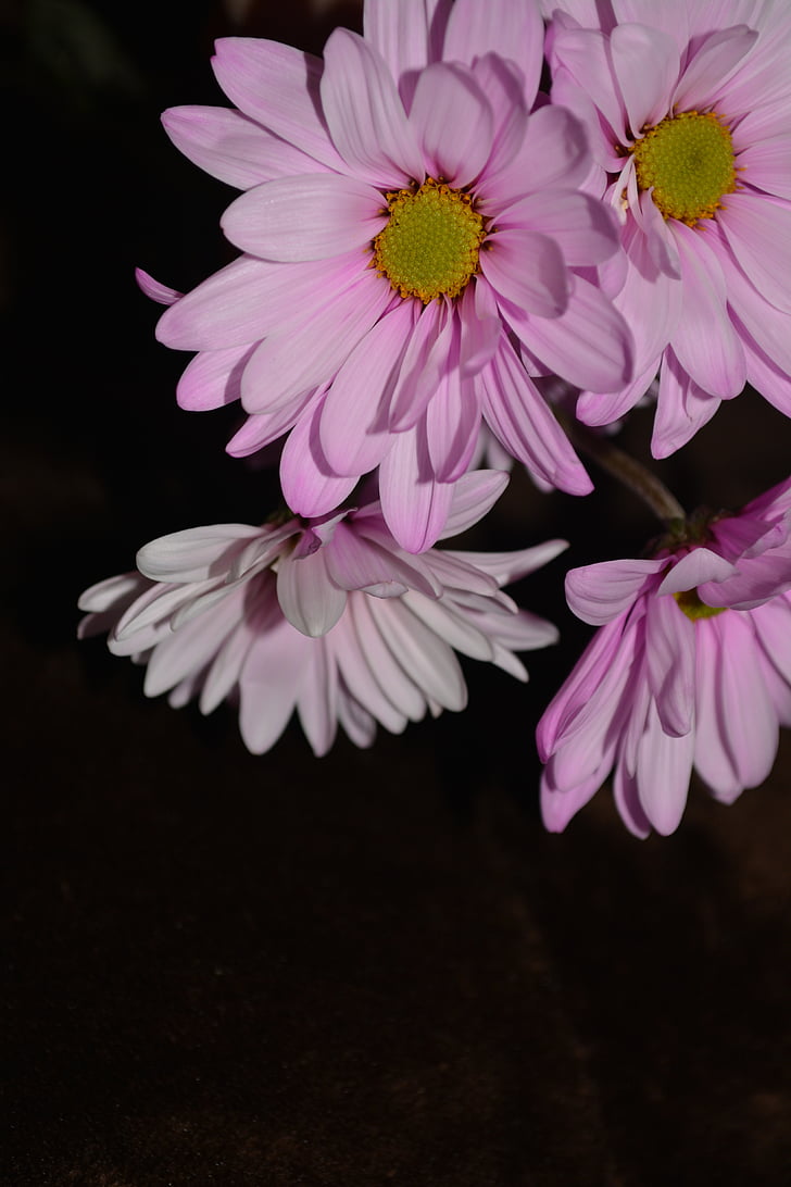 Daisy, warna-warni, kelopak bunga, Flora, Blossom, detail, bunga