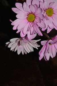 Daisy, kleurrijke, bloemblaadjes, Flora, Blossom, detail, Floral