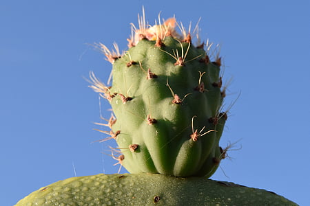 kaktus, opuncija, kaktus toplogrednih, bodičasto, rastlin, sredozemski, cvet
