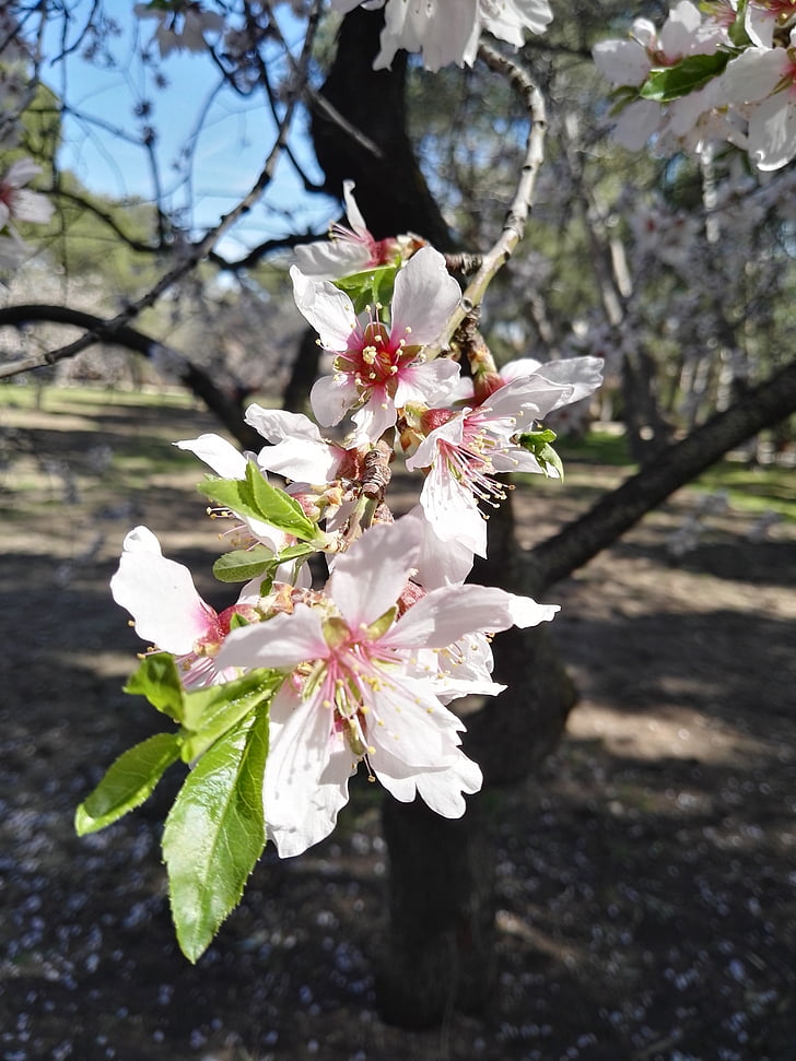 Almond tree, blomst, hvit, treet, våren