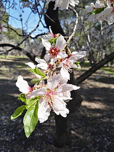 albero di mandorla, fiore, bianco, albero, primavera