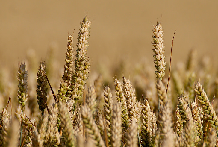 поле, зерна, орним, Зернові, вухо, Нива, польових культур