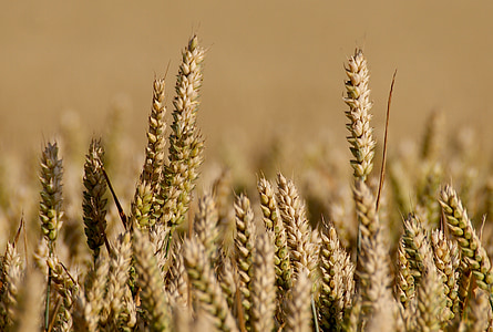 campo, grano, arable, cereales, oído, campo de maíz, cultivos en campo