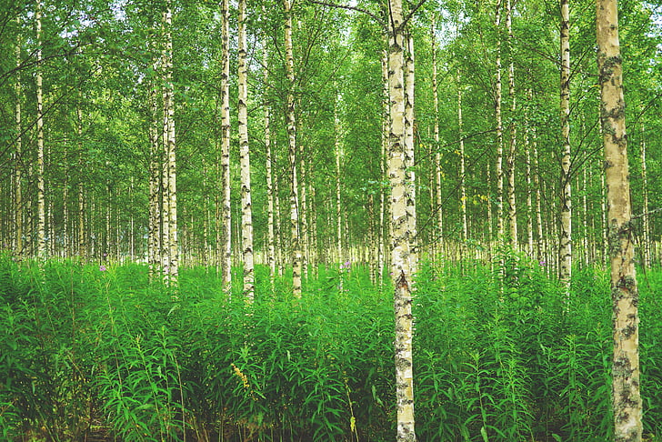 лес, береза, Березовый лес, деревья, Природа, Финляндия, Скандинавия