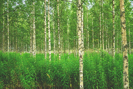 forest, birch, birch forest, trees, nature, finland, scandinavia