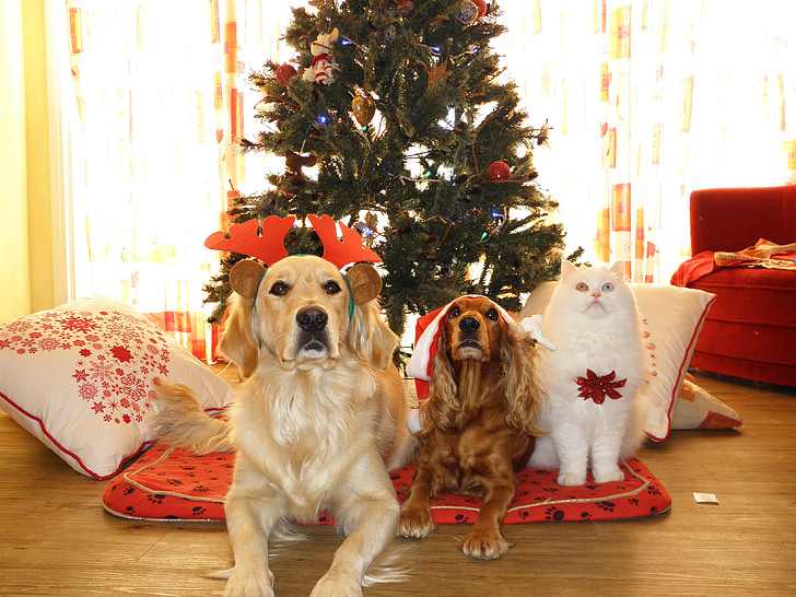animals de companyia, Nadal, gossos, gat, Pare Noel, gorra, gos