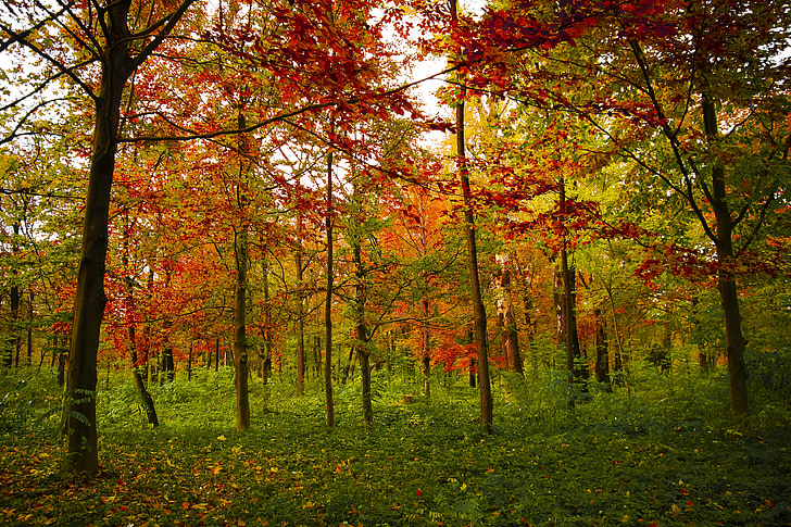 boje, jesen, jesen, Sezona, priroda, Crveni, šarene