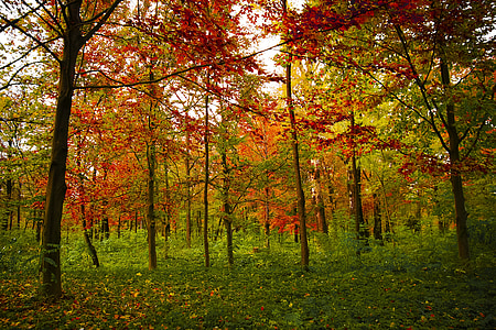 couleurs, automne, l’automne, saison, nature, rouge, coloré