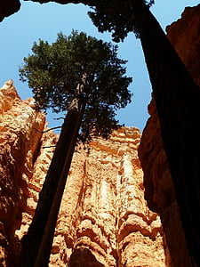 Parco nazionale di Zion, albero di pino, Utah, Zion, nazionale, Parco, paesaggio
