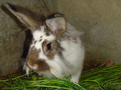 coniglio, animale, erba, coniglio - animale, animali domestici, carina, Pasqua
