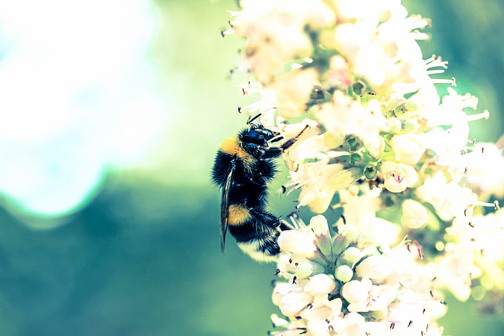 vida, bellesa, escena, natura, abella, polinització, brunzit