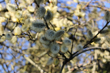 catkins Willow tergantung, musim semi, Taman, pohon, cabang, padang rumput, alam