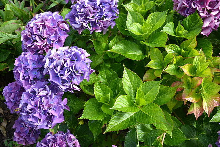 Hortenzija, violetinė, žalia, rudenį, gėlės, sodas, gėlė