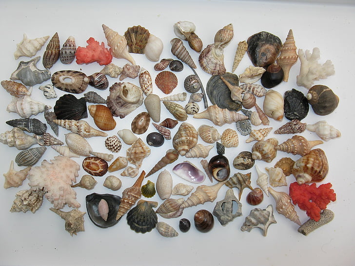 musslor, marina snäckor, meeresbewohner, havslevande djur, bostäder, makro, pärlemor