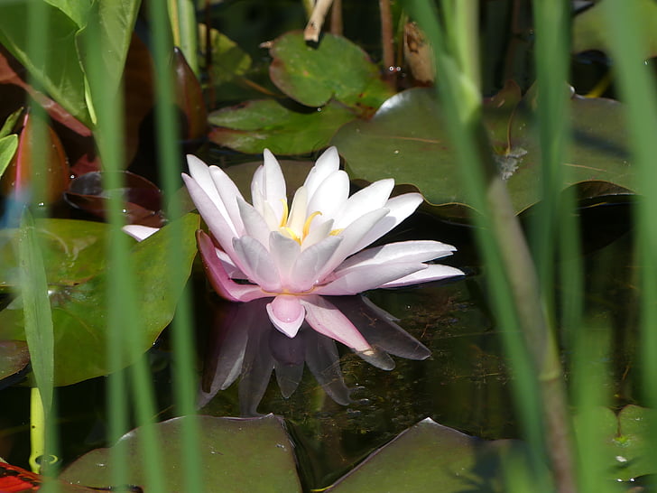 rosa, dammen, akvatiske plante, vannlilje, natur, Lotus vannlilje, petal