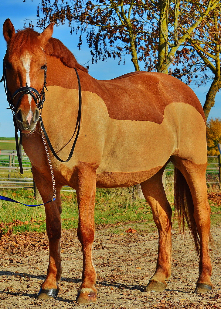 horse, animal, ride, reiterhof, brown, coupling, meadow