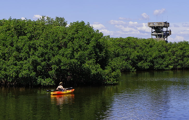 kajaks, novērošanas tornis, upes, mangrove, daba