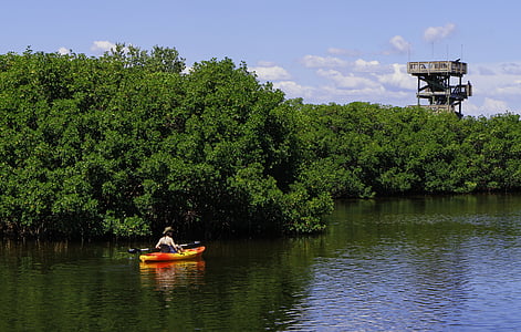 皮划艇, 观测塔, 河, 红树林, 自然