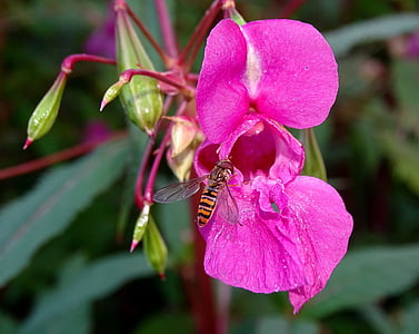 Bàlsam, abella voltar, flor, flor, flor, males herbes, insecte