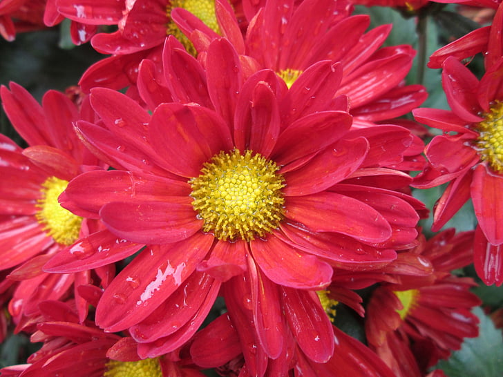 Chrysanthemum, plante, Park, rød